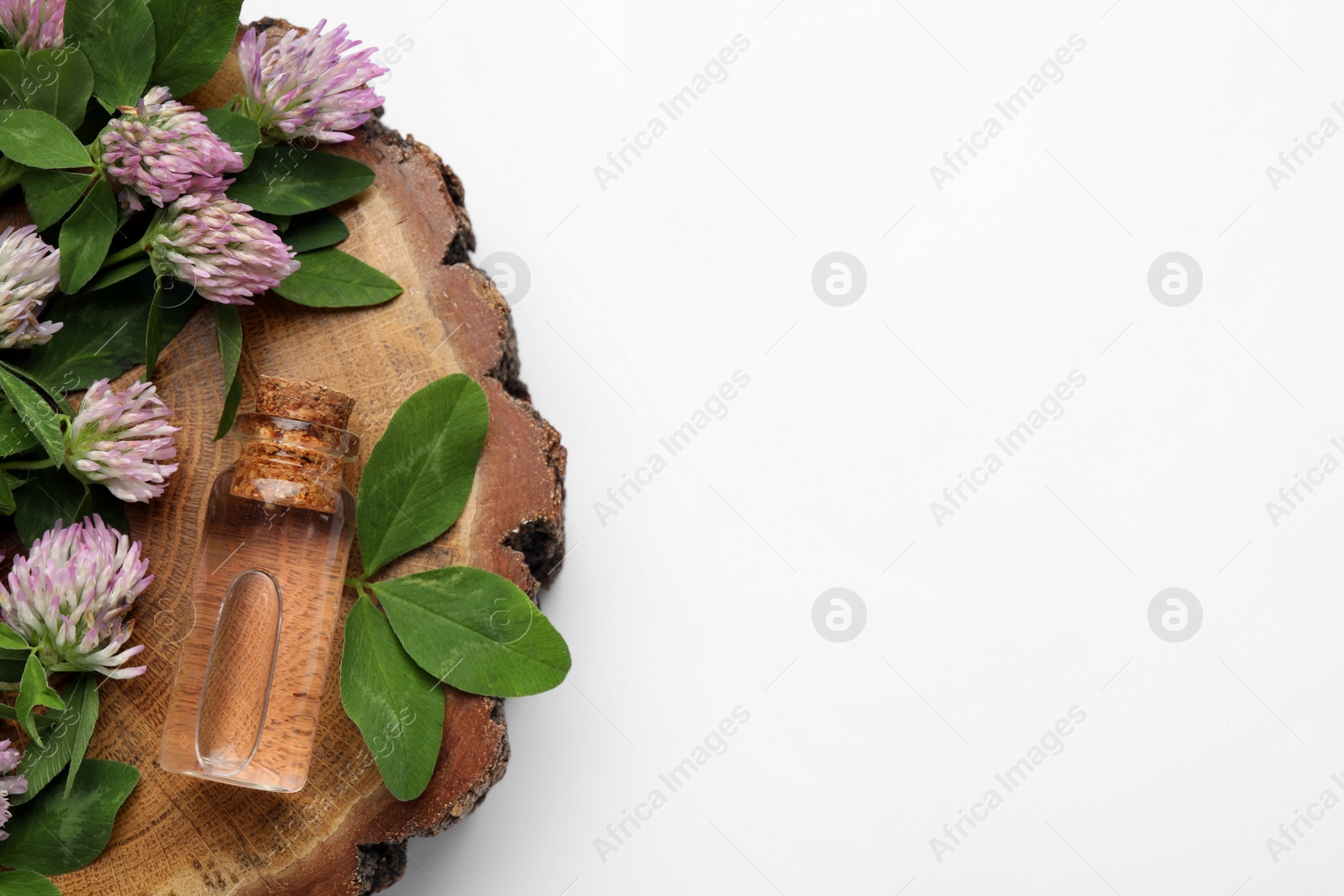 Photo of Beautiful clover flowers and bottle of essential oil on white background, top view. Space for text