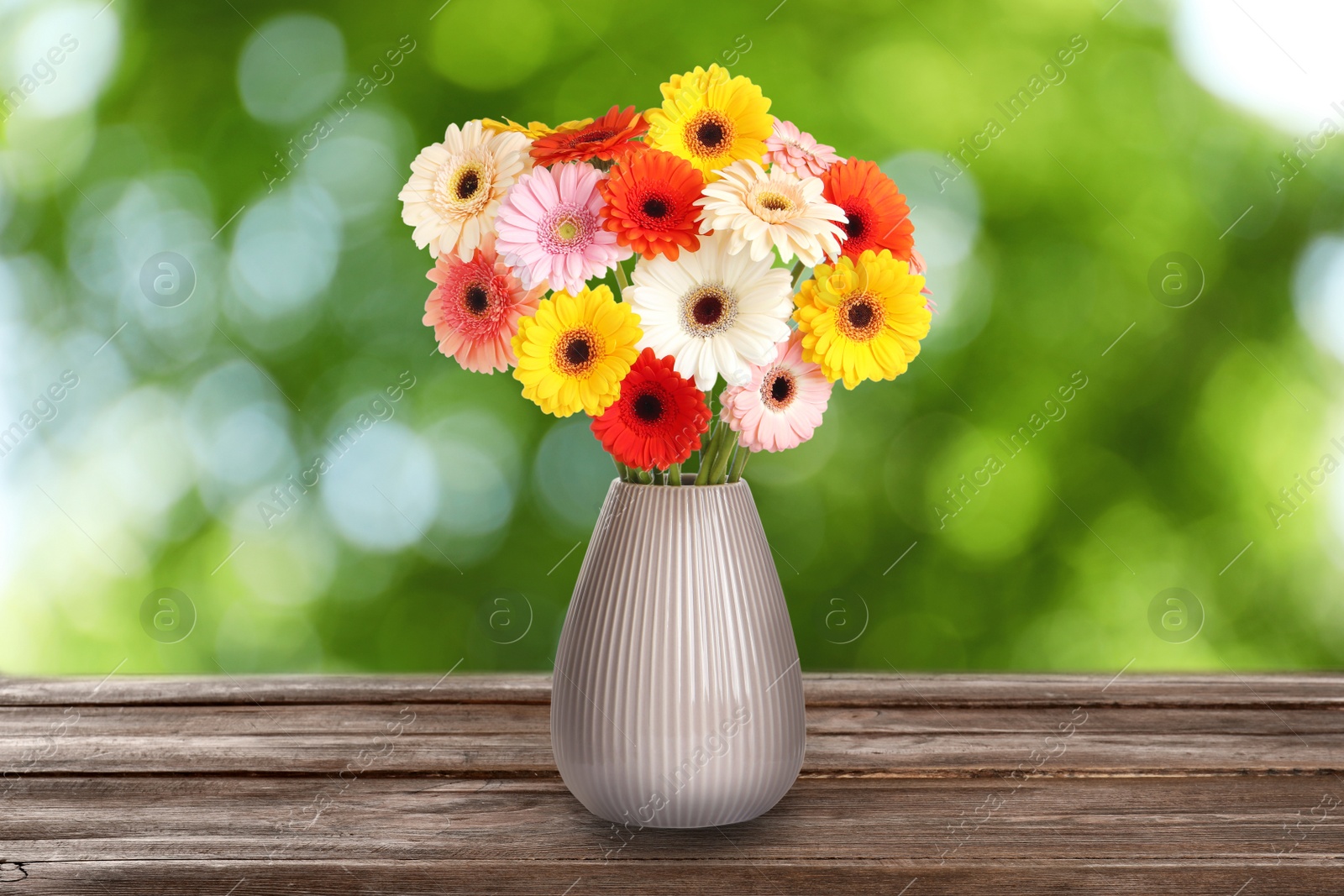 Image of Bouquet of beautiful colorful gerbera flowers in vase on wooden table outdoors. Bokeh effect