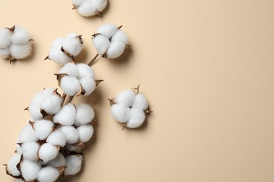 Photo of Beautiful cotton branch with fluffy flowers on beige background, flat lay. Space for text