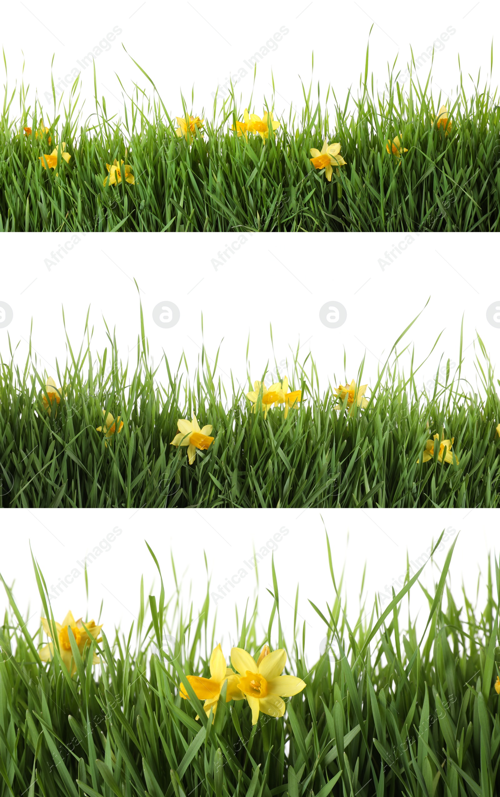 Image of Collage of fresh green grass with flowers on white background. Spring season