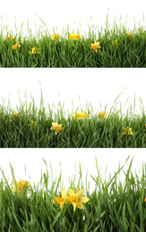 Image of Collage of fresh green grass with flowers on white background. Spring season