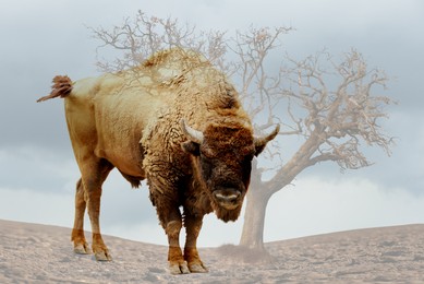 Image of Double exposure of bison and dry tree among parched soil. Global warming, climate change