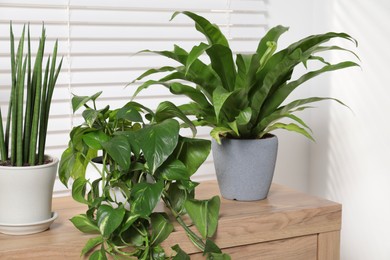 Photo of Green houseplants in pots on wooden chest of drawers near window