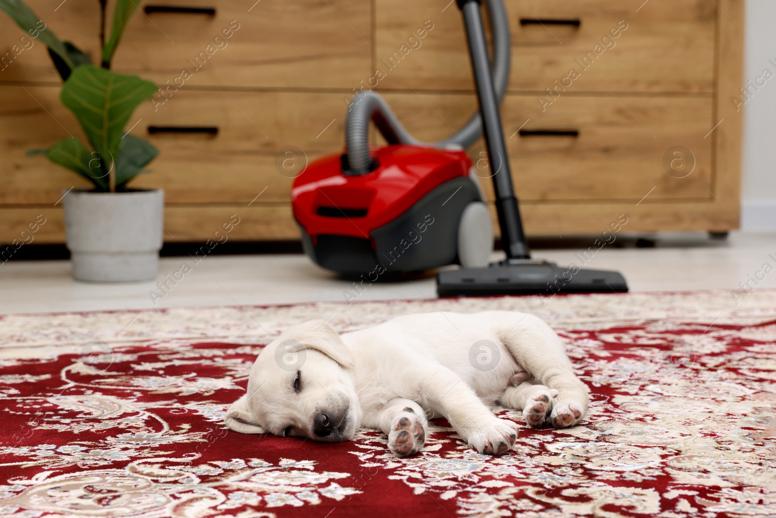 Photo of Cute little puppy sleeping on carpet at home