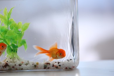 Beautiful bright goldfish in aquarium on table