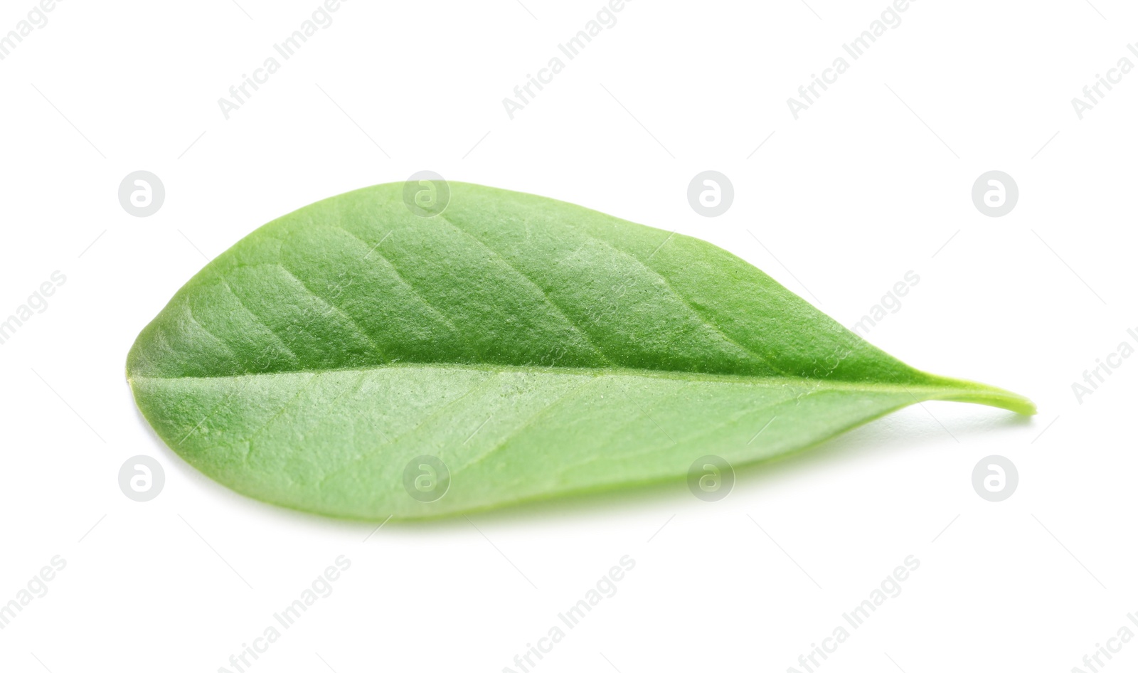 Photo of Beautiful spring green leaf on white background