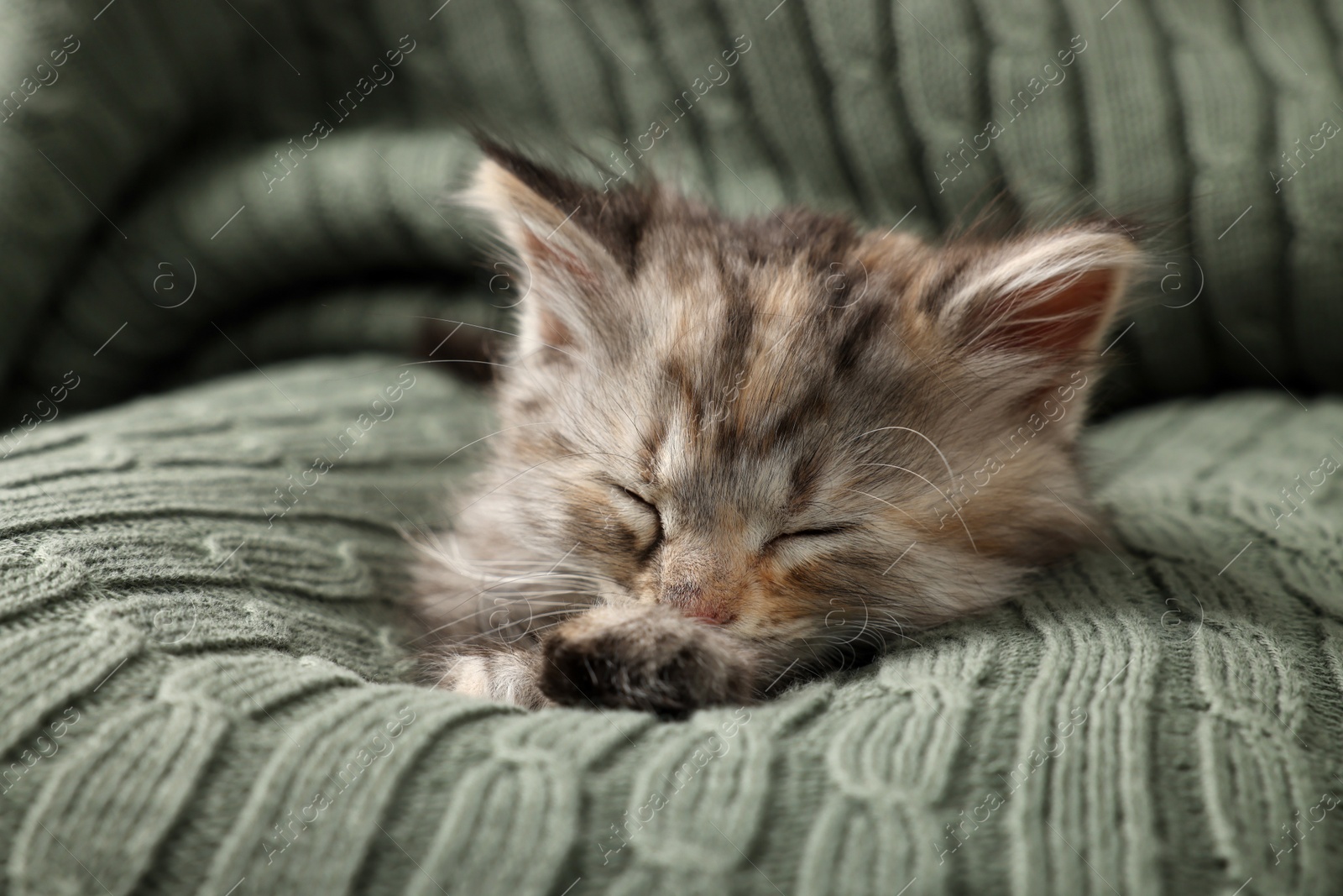 Photo of Cute kitten sleeping on knitted blanket. Baby animal