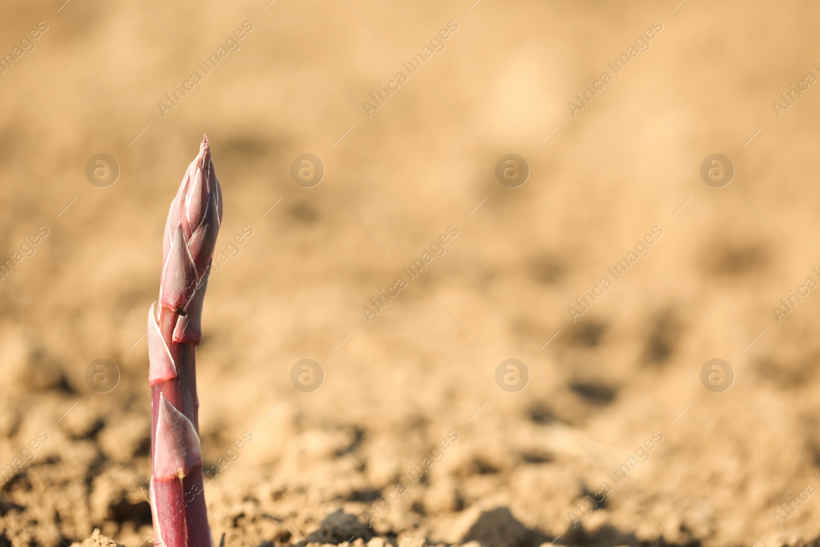 Photo of Young sprout in field on sunny spring day, closeup