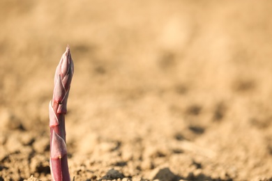 Young sprout in field on sunny spring day, closeup