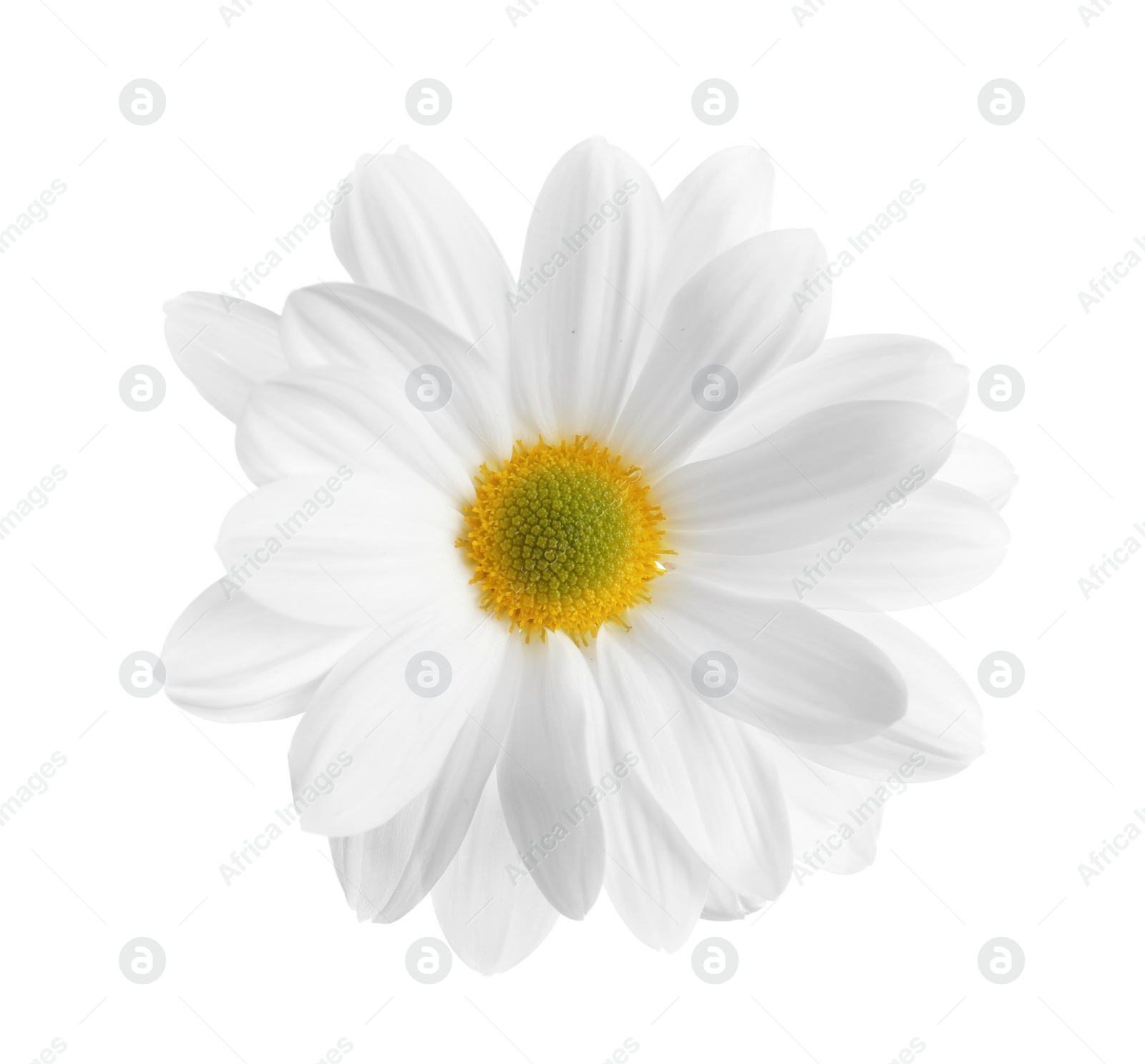 Photo of Beautiful and delicate chamomile flower on white background