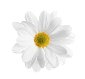 Beautiful and delicate chamomile flower on white background