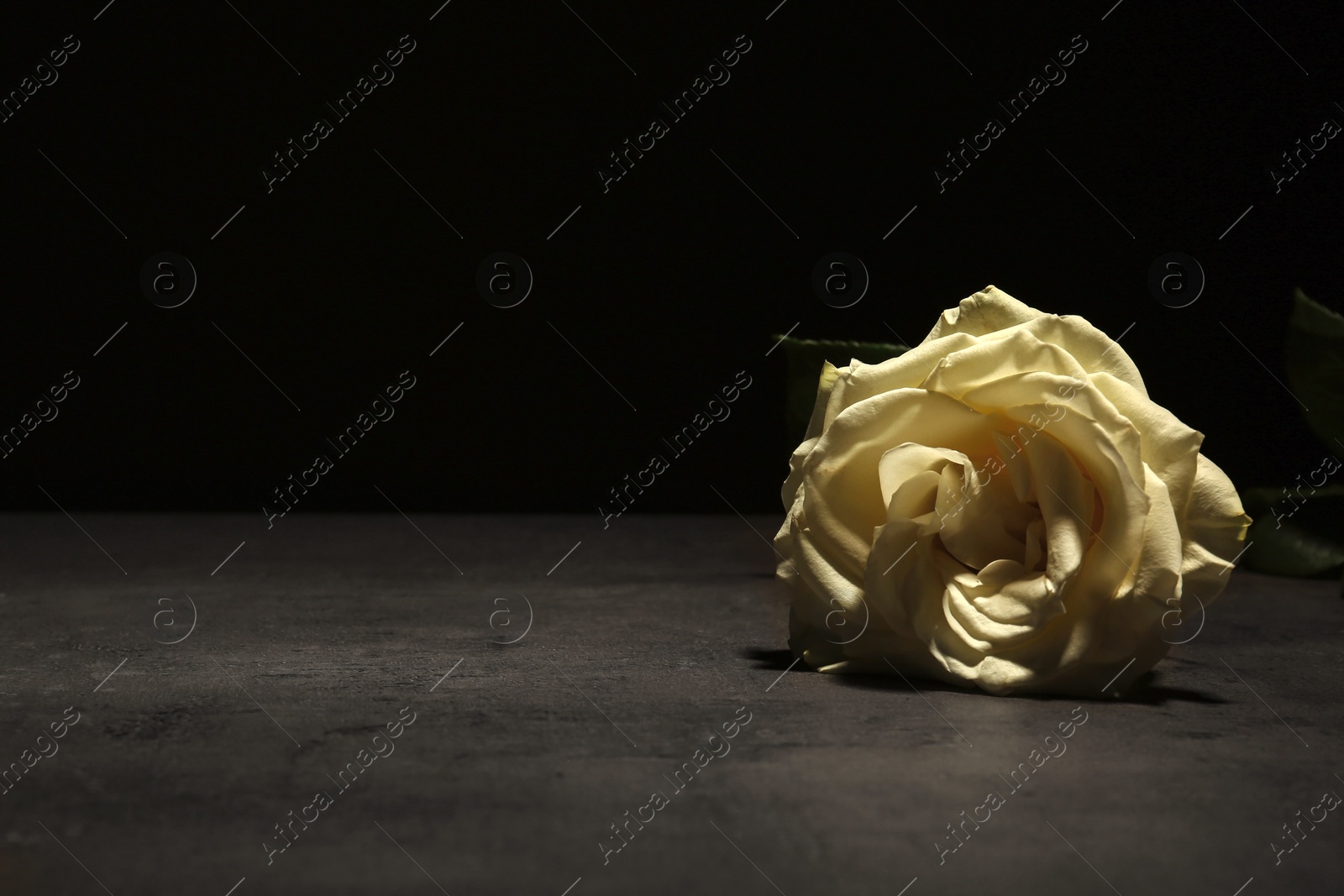 Photo of Beautiful white rose on table against black background. Funeral symbol