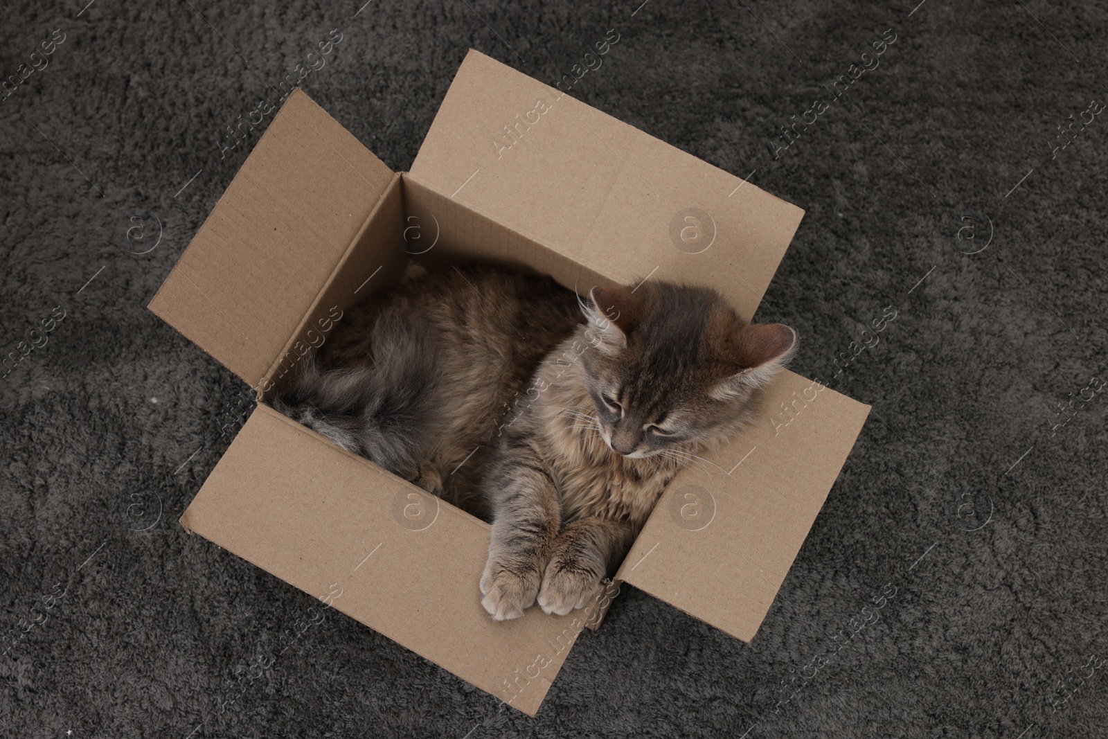 Photo of Cute fluffy cat in cardboard box on carpet, top view