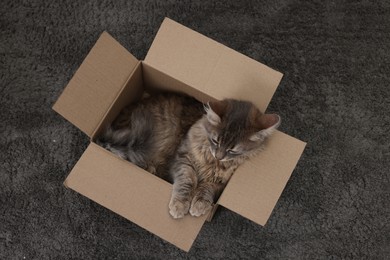 Cute fluffy cat in cardboard box on carpet, top view