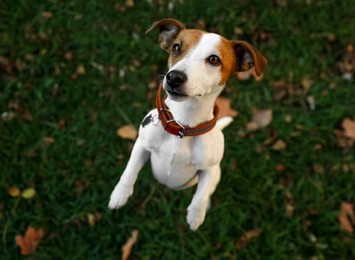 Photo of Beautiful Jack Russell Terrier in dog collar on green grass outdoors