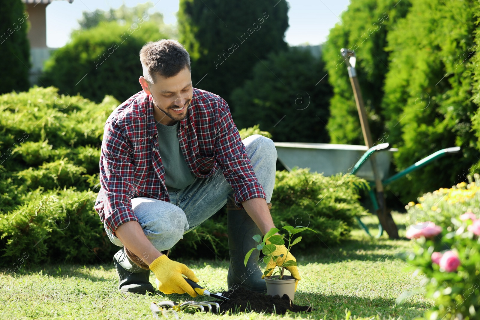Photo of Happy man transplanting beautiful plant into soil outdoors on sunny day. Gardening time