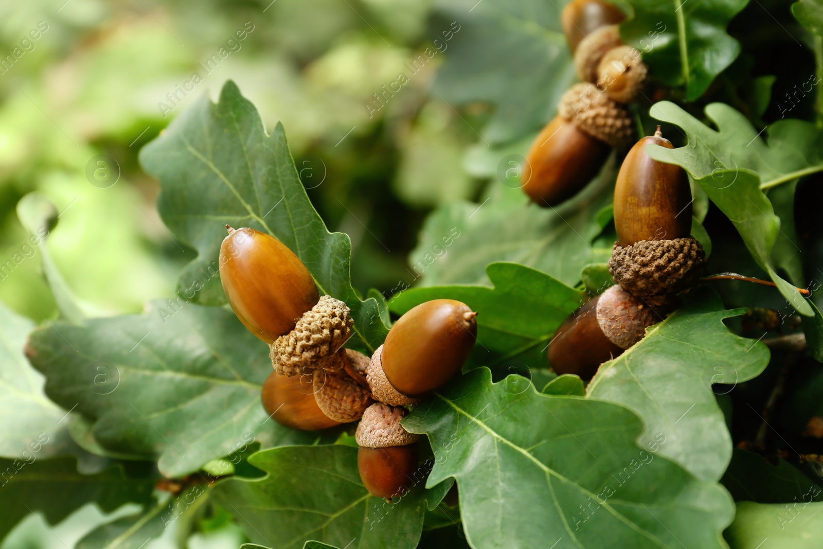 Photo of Oak branch with acorns and leaves outdoors, closeup