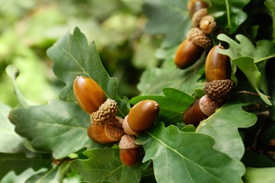 Photo of Oak branch with acorns and leaves outdoors, closeup