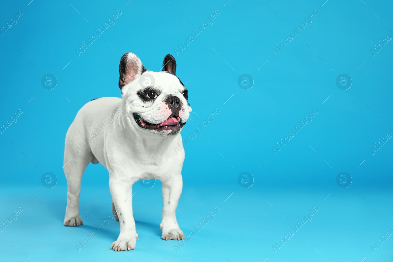Photo of French bulldog on blue background. Space for text