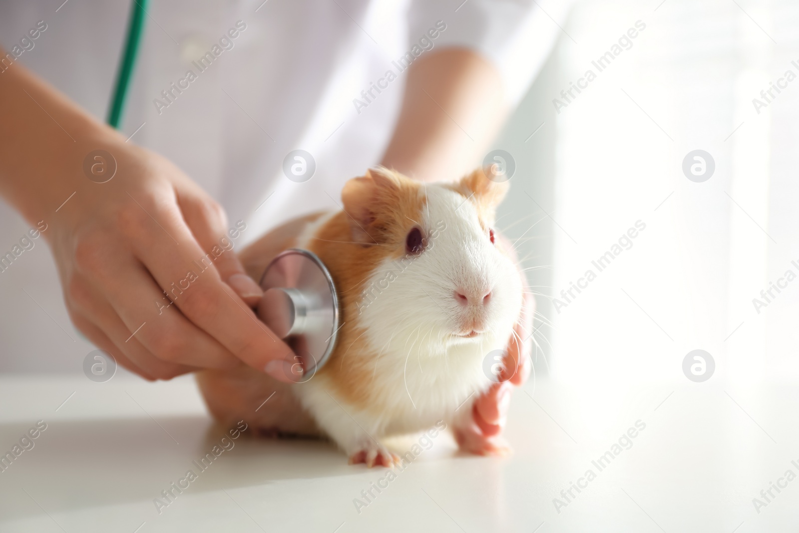 Photo of Female veterinarian examining guinea pig in clinic, closeup