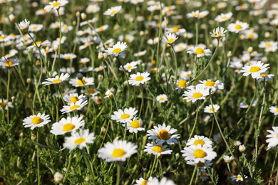 Closeup view of beautiful chamomile field on sunny day