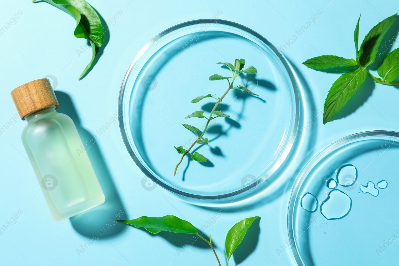 Photo of Flat lay composition with Petri dishes and plants on light blue background