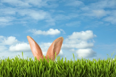 Image of Cute Easter bunny hiding in green grass outdoors 