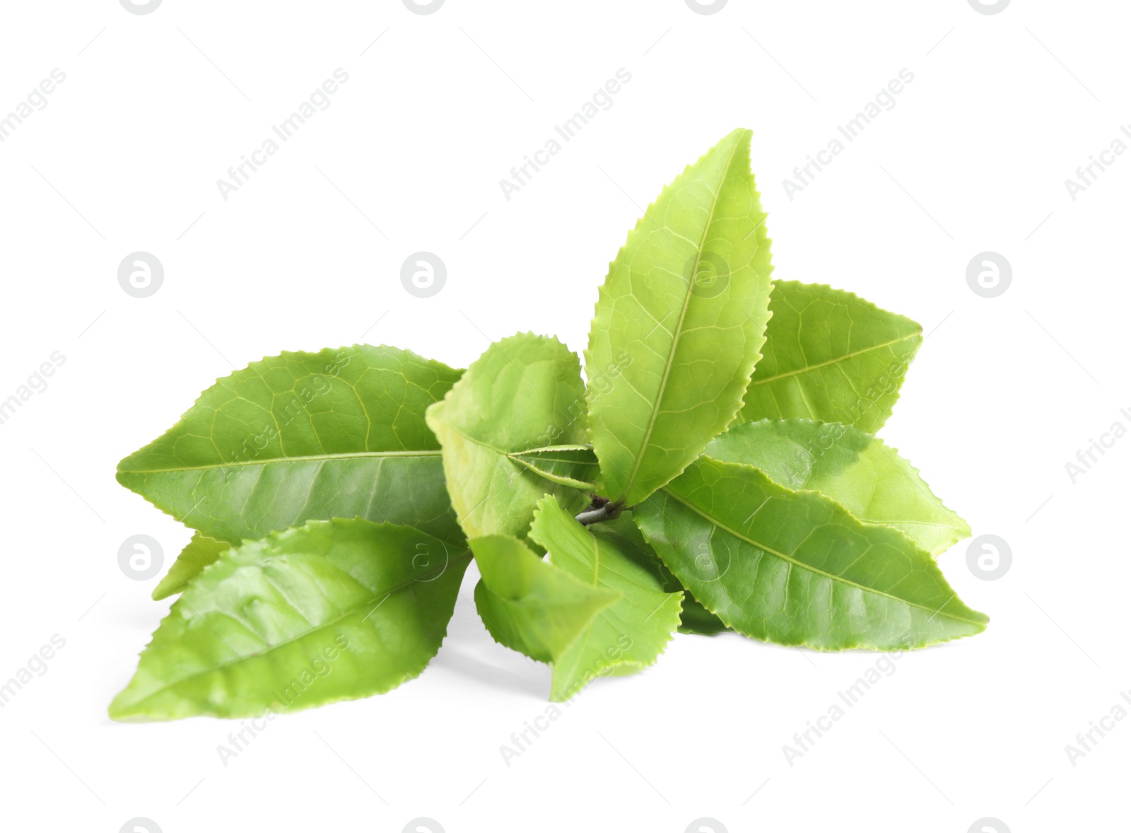 Photo of Fresh green tea leaves isolated on white