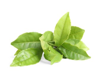 Fresh green tea leaves isolated on white