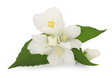 Photo of Branch of jasmine flowers and leaves isolated on white