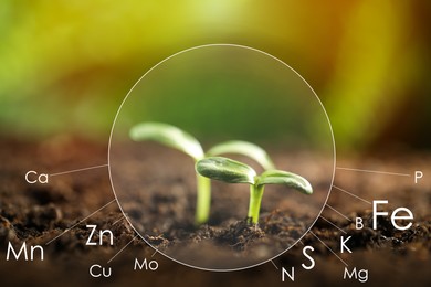Young seedlings growing in soil and scheme with chemical elements