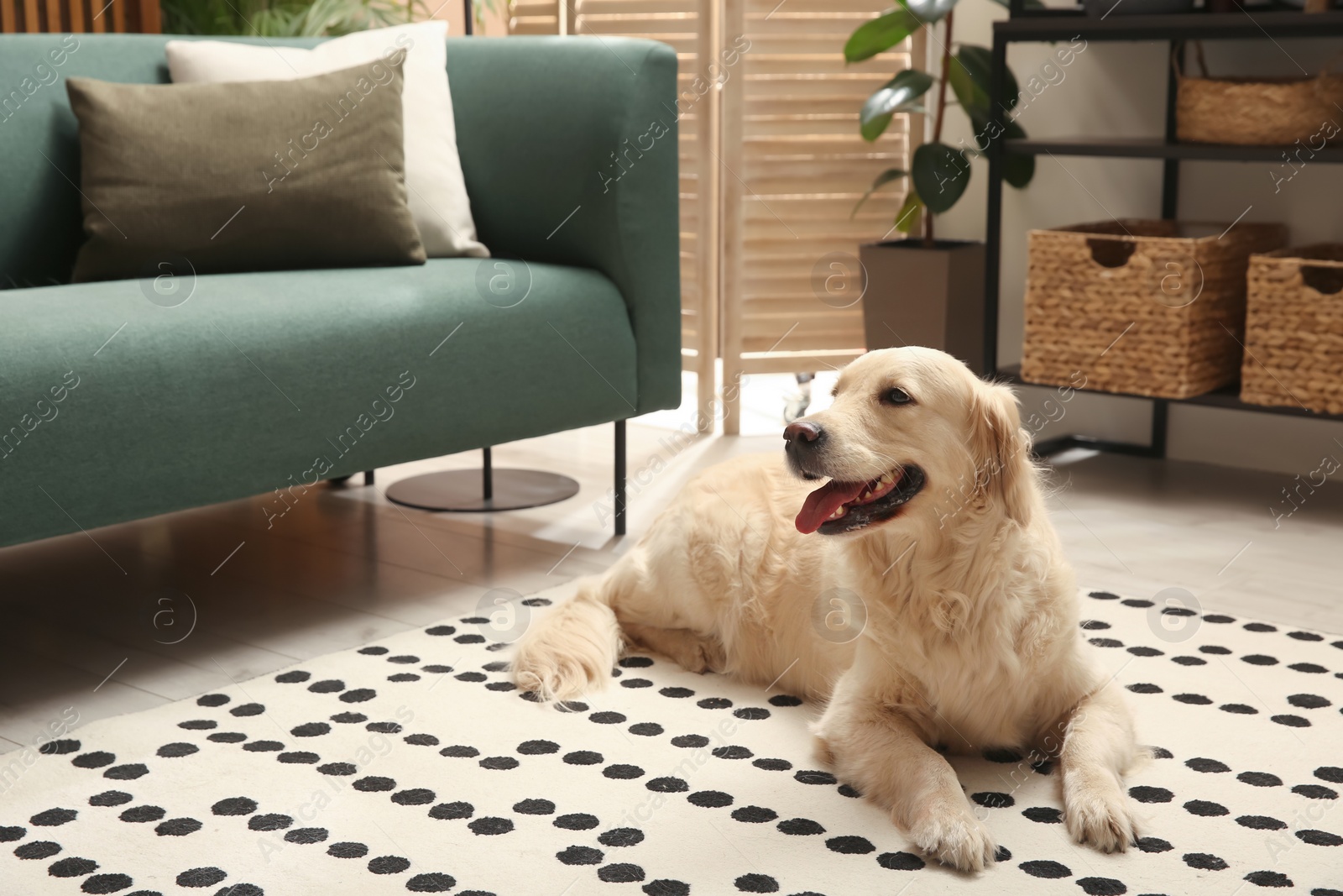 Photo of Modern living room interior. Cute Golden Labrador Retriever on floor near couch