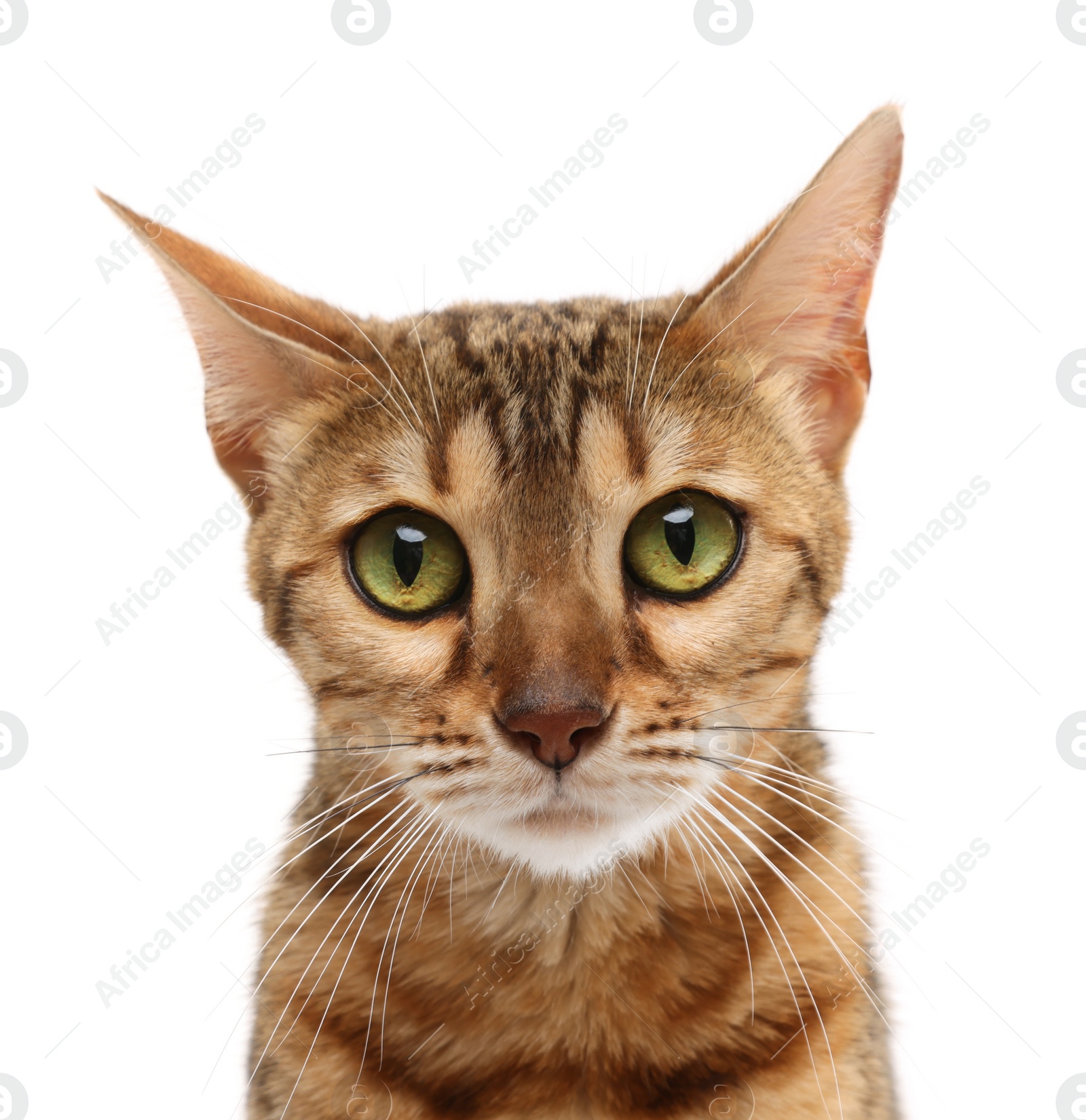 Photo of Cute Bengal cat on white background. Adorable pet