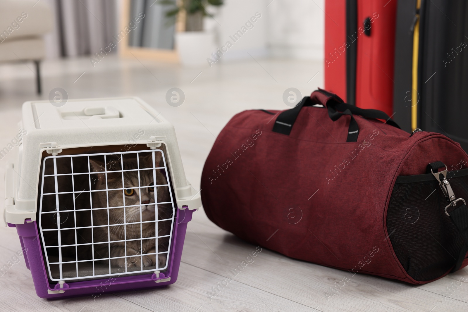 Photo of Travel with pet. Cute cat in carrier and bag at home