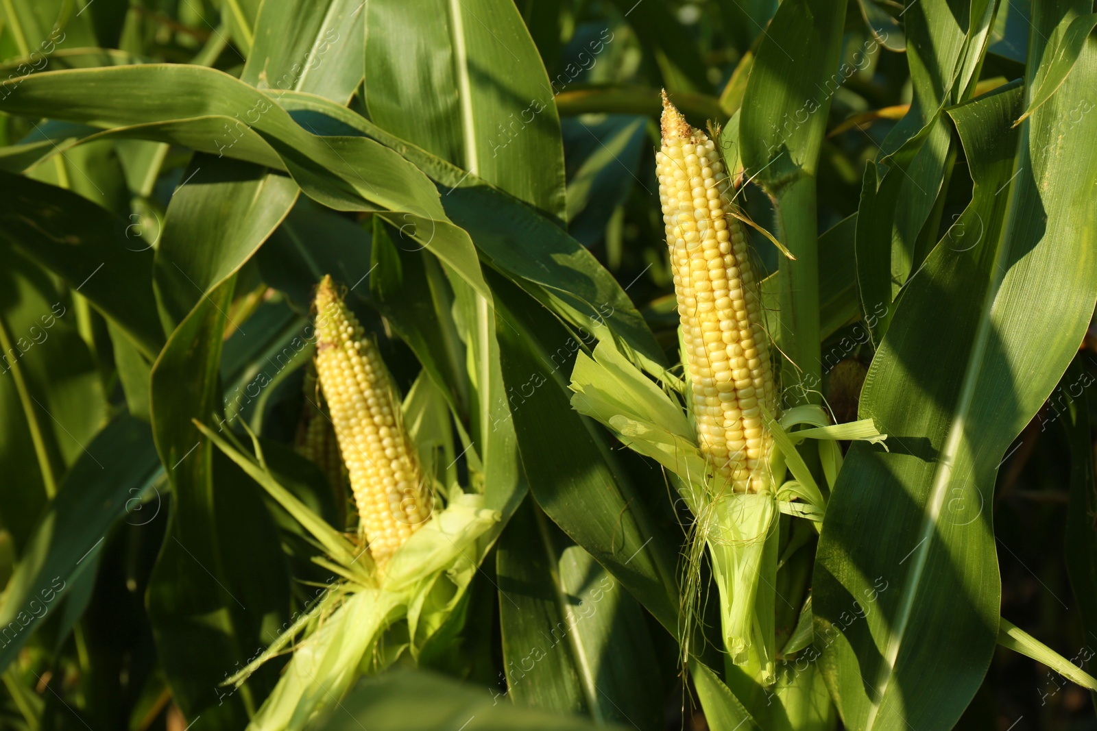 Photo of Ripe corn cobs in field on sunny day