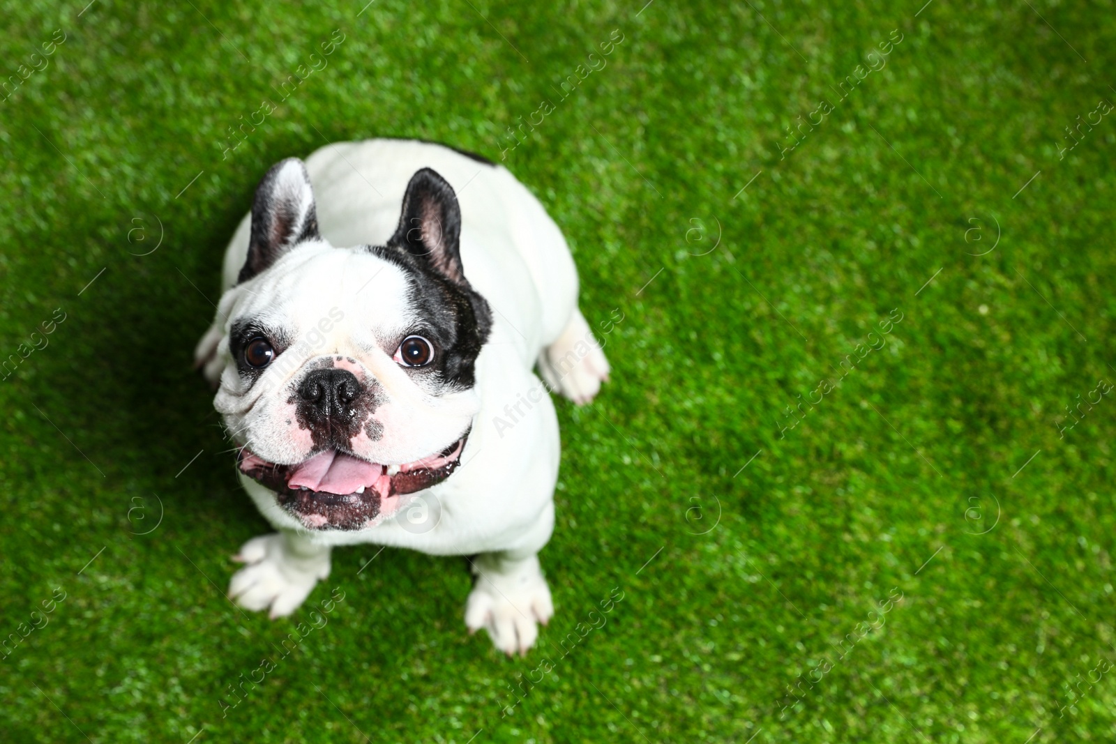 Photo of French bulldog on green grass, above view. Space for text