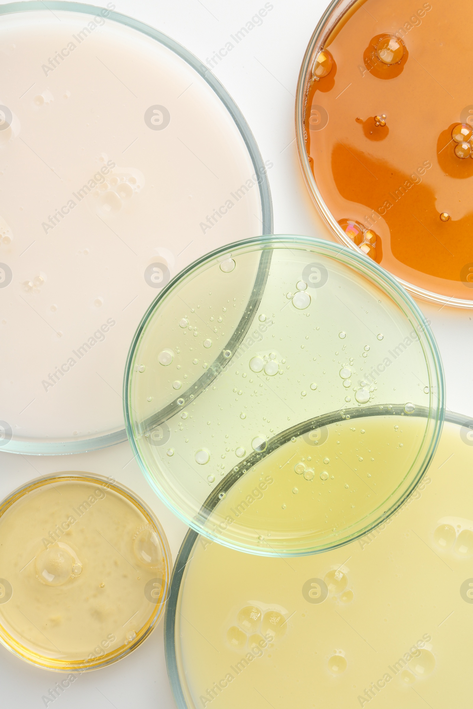 Photo of Petri dishes with different liquid samples on white background, top view