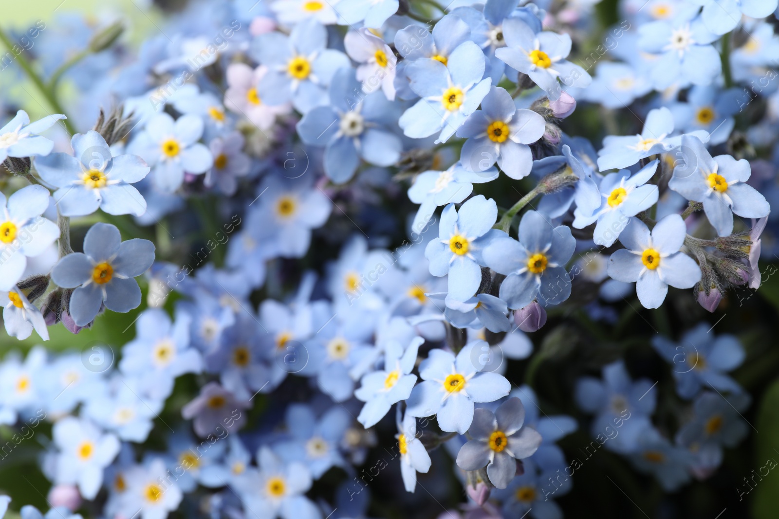 Photo of Beautiful forget-me-not flowers growing outdoors, closeup. Spring season