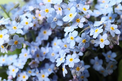 Beautiful forget-me-not flowers growing outdoors, closeup. Spring season