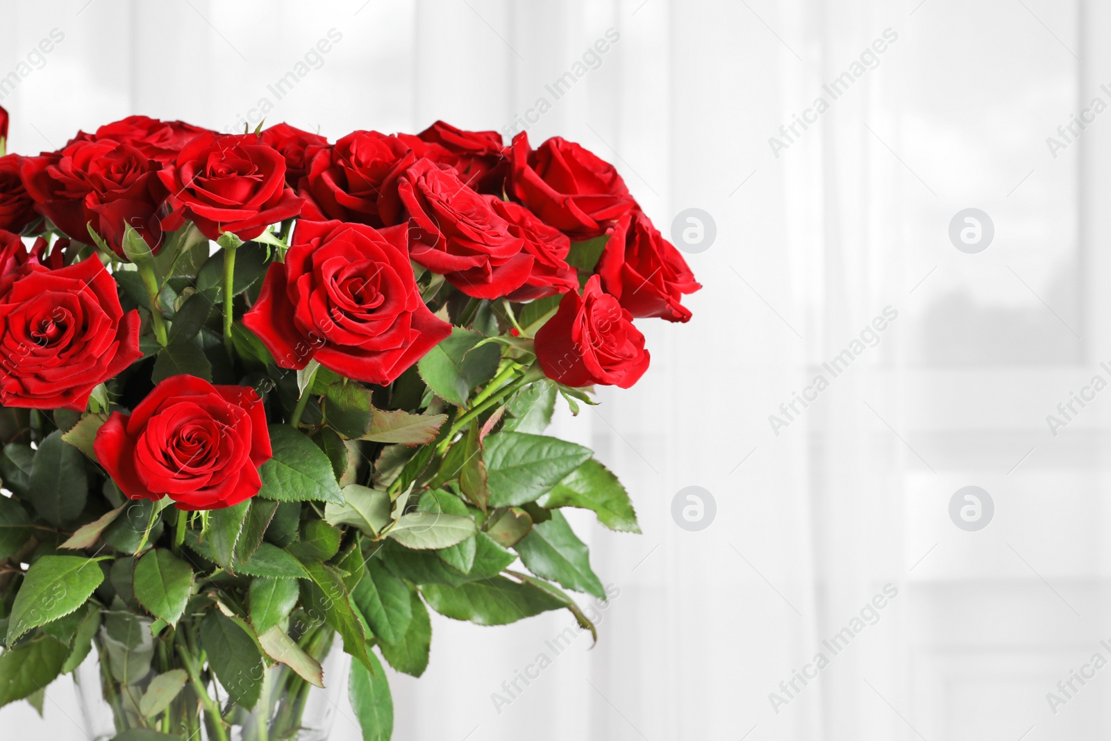 Photo of Beautiful red rose flowers on light background