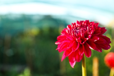 Beautiful blooming pink dahlia flower outdoors on sunny day