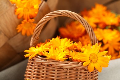 Beautiful fresh calendula flowers in wicker basket on table, closeup