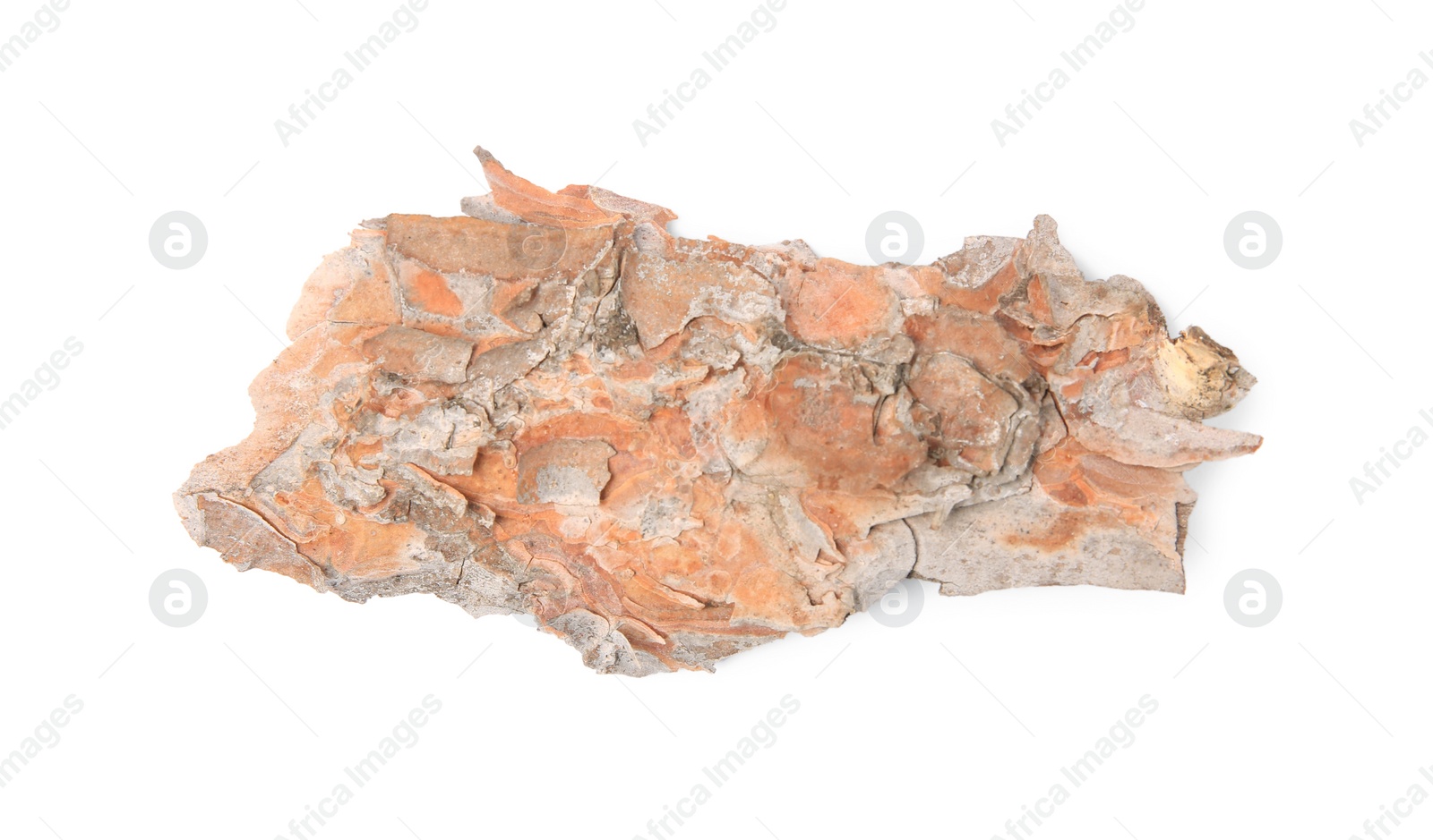 Photo of Tree bark piece isolated on white, top view