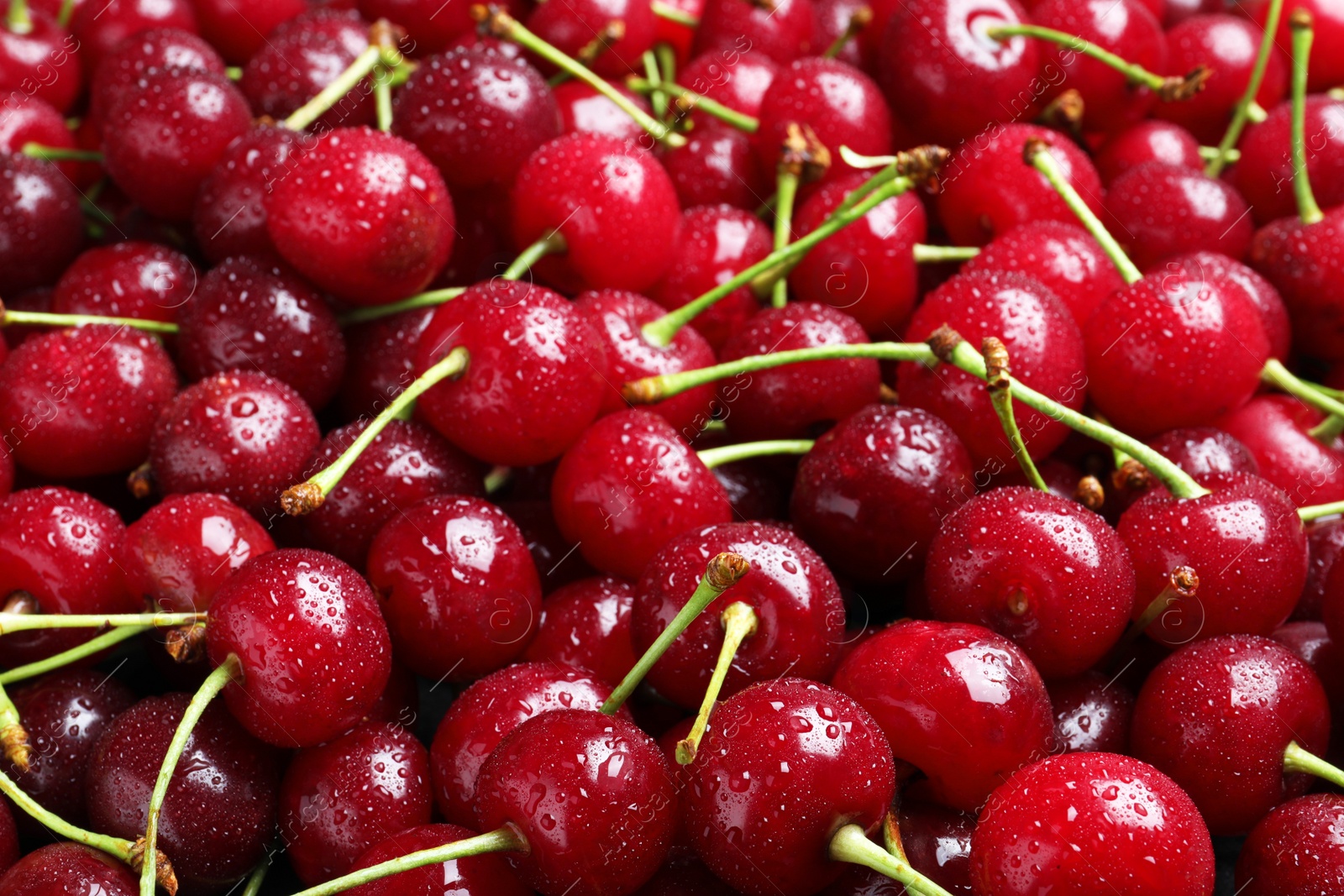 Photo of Sweet red cherries with water drops as background, closeup