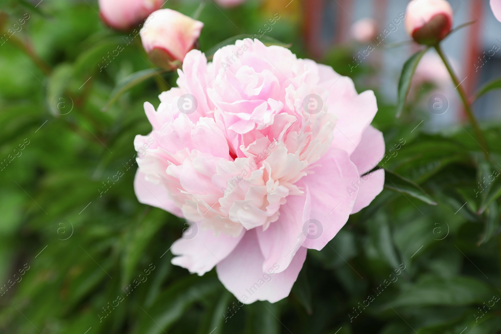 Photo of Beautiful blooming pink peony flower in garden, closeup