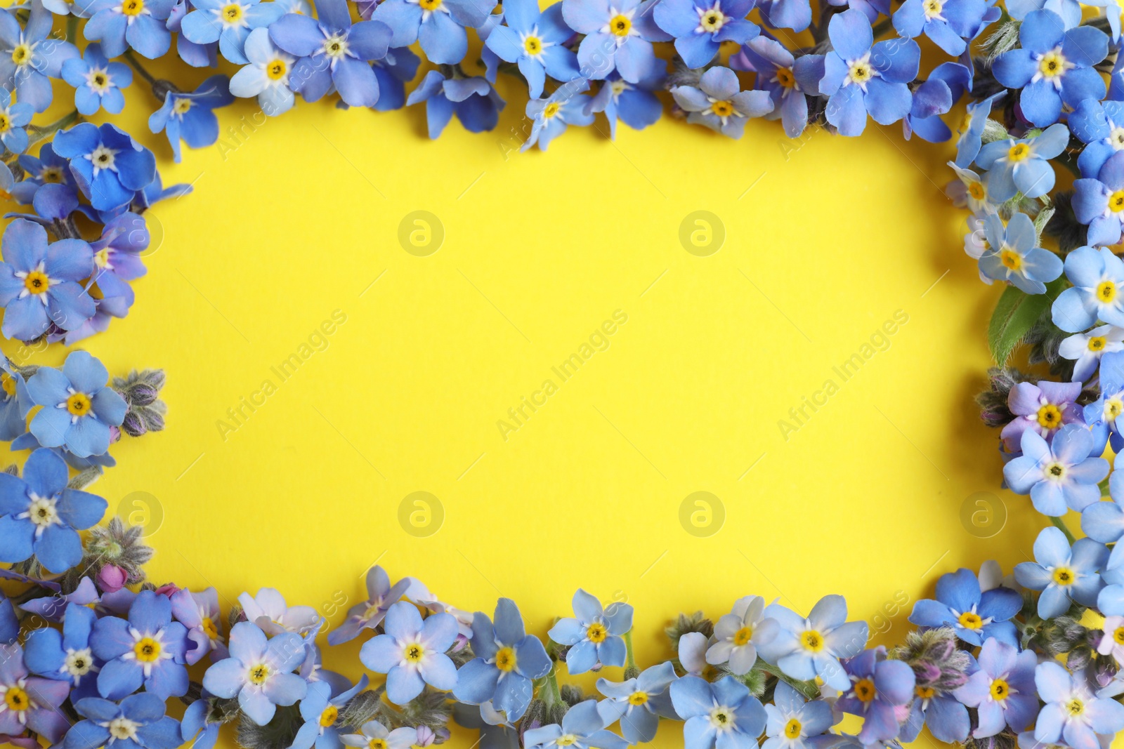 Photo of Frame made of amazing forget-me-not flowers on color background, flat lay. Space for text