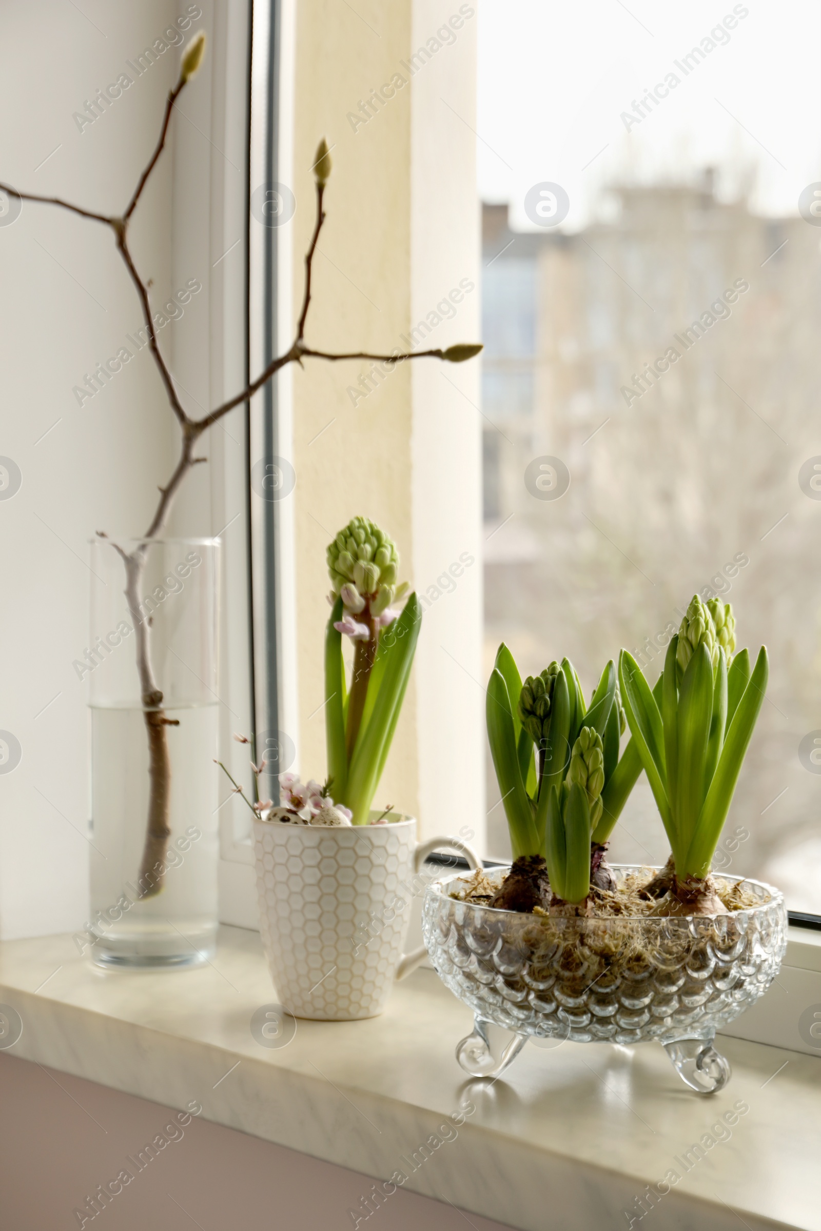 Photo of Beautiful bulbous plants on windowsill indoors. Spring time