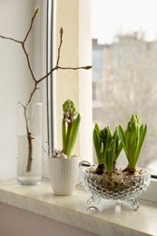 Photo of Beautiful bulbous plants on windowsill indoors. Spring time