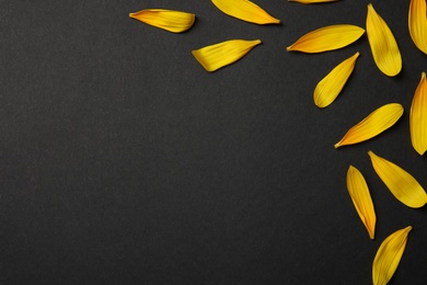 Fresh yellow sunflower petals on black background, flat lay. Space for text