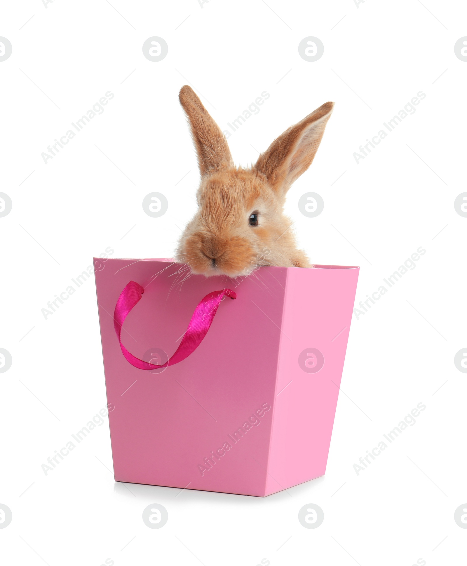 Photo of Adorable furry Easter bunny in gift paper bag on white background